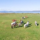 미들아일랜드(middle island) 이미지