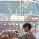 고양이사랑채 이미지