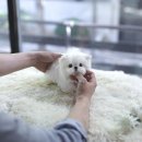 우아퍼피 이미지