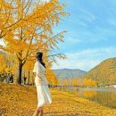 말티마을 간이화장실2 | 충북여행 | 괴산 가을단풍 명소 문광저수지 은행나무길 11월5일 후기