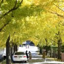 은행나무길 이미지