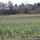 진도 소고기 대파국 이미지