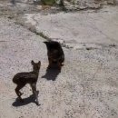 강아지랑나랑 이미지