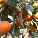 구룡농장 이미지