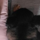 용인해성동물병원 이미지