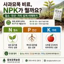가야밀면농원 | 사과묘목 비료, 30-10-10 아무 때나 주면 안 됩니다질소·인산·가리 NPK 쉽게 정리