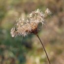 청암순대 이미지