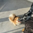 비니프 이미지