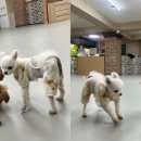 댕글댕글유치원 이미지