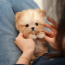 미유펫 강아지분양 고양이분양 김포점 | 김포강아지분양 미유펫 말티푸