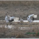 처음, 철원 이미지