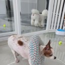 리츠펫 향남점 이미지