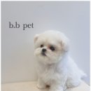 비비펫동물병원 이미지