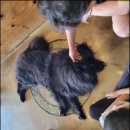 왈왈이 (무실점) 이미지