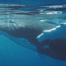 고래를 가까이서: 바다 깊은 곳에서 얻은 통찰력 이미지