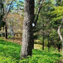 인창중앙공원(산책로) 이미지