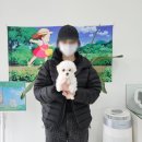 1794 | 양주비숑분양 후기 feat. 멍냥스타 (1794)