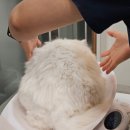부곡동물병원 | 부산 금정구 동물병원 산책 고양이 붓기 급성알러지약 처방 받은 후기