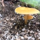 사진을 찍다 이미지