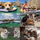 제주코기네 이미지