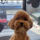 견공간샵 이미지