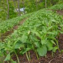 방식농장 이미지