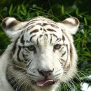 백호환경 이미지