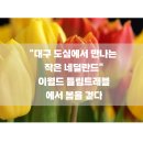 대구 도심 속 튤립 천국! 이월드 튤립 트래블, 봄날 네덜란드로의 여행