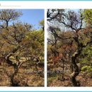 삼보농장 Daum카페