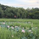 전주 가볼만한 곳, 덕진공원 연꽃 만개 시기와 산책 후기. 야경 데이트 코스 추천
