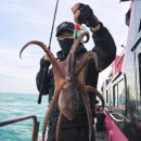 유명낚시 | 여수 돌문어낚시 청홍피싱 출조 후기