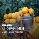 제주901 | 제주농원 901 &amp; 제주농원 890 귤따기 체험 후기 | 서귀포 아이랑 가볼만한곳 맛있는 귤 따는 꿀팁 포함