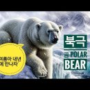 곰돌아 ♡ 북극곰 Polar Bear 이미지