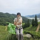 초록잎이 펼치는 세상 이미지