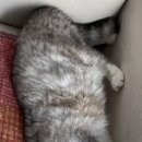 풀로줄 이미지
