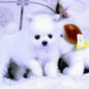 독스캣 강아지고양이 수원점 이미지