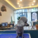 마미몽 펫샵 이미지