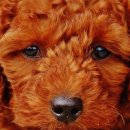 곱슬강아지 이미지