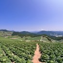 아반데기 배추밭 [강릉 왕산] 이미지