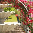 금강수변공원 숲바람장미원 이미지