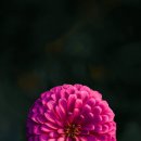디저트 굽다. 이미지