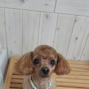 강변애견미용호텔 이미지