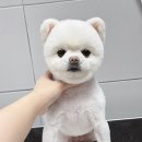 드림펫 동물병원 이미지