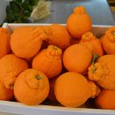 남국농장 이미지