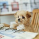 플러피펫 이미지