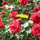 장미주공아파트 이미지