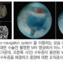소아백
