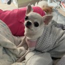 환희왕족발 | 요리보고 저리봐도