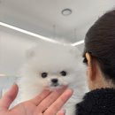 강아지나라 강아지분양 익산점 | 익산 강아지 무료분양 후기 – 아빠를 위해 데려온 작은 가족 🐶