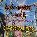 호야반점 | 대구 앵무새 농장 상세정보&amp;방문 후기/앵무새 자유 비행 가능한곳